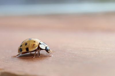 Close-up of ladybug on sand