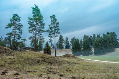 Trees on beach against sky