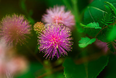 Close-up of purple flowering plants