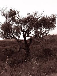 Bare trees on grassy field