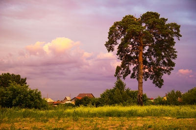 Trees on field against sky