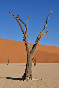 Bare tree in desert