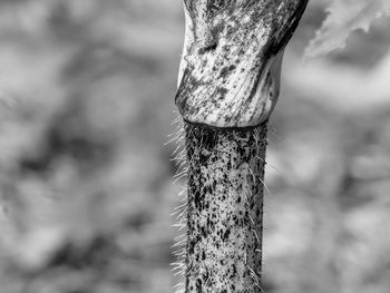 Close-up of lichen on tree trunk