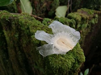 Close-up of white flower growing on tree in forest