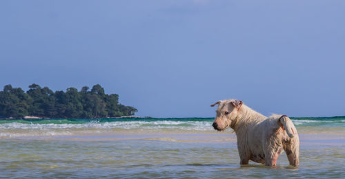 A white dog is playing in the ocean