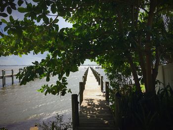 Trees on beach against sky