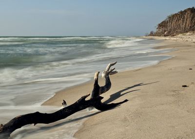 Driftwood on sand at beach against sky