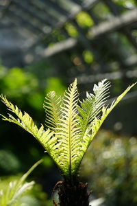 plant