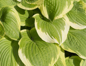 Full frame shot of green leaves