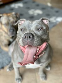 Close-up portrait of a dog