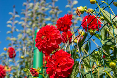 Close-up of red flowering plants