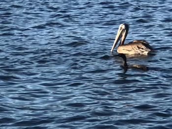 Duck swimming in a lake