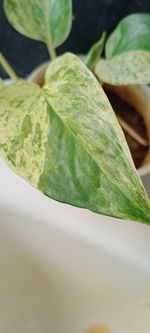 Close-up of fresh green leaves