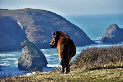View of a horse on top of cliffs, looking ocean