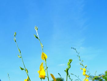 Low angle view of flowers against clear blue sky