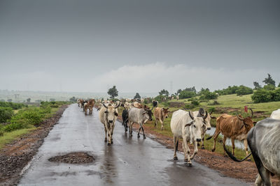 View of horse cart on road against sky