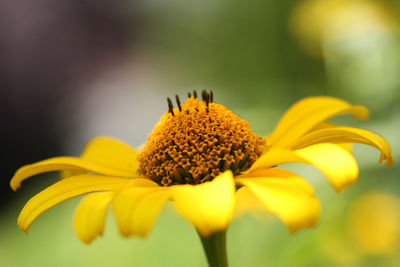 Close-up of yellow flower blooming outdoors