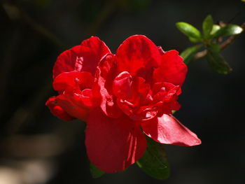 Close-up of red rose