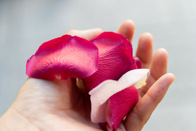 Close-up of hand holding pink rose flower