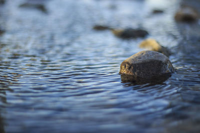 Close-up of crab in lake