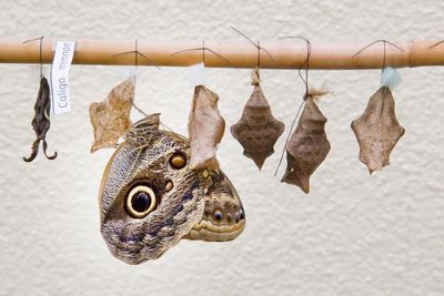 Giant owl and cocoon hanging on bamboo against wall