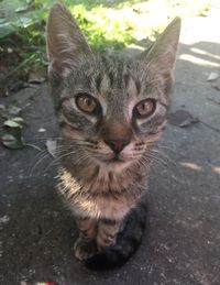 Close-up portrait of tabby