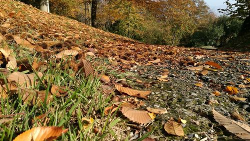 Close-up of autumn leaves in forest