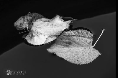 Close-up of lamp over black background