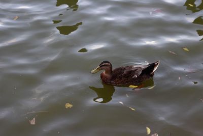 High angle view of duck swimming in lake