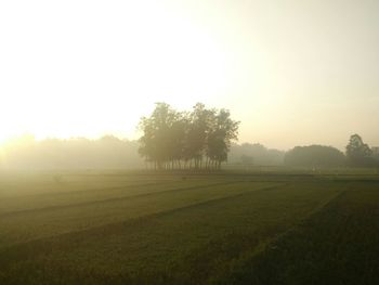 Scenic view of grassy field against sky during foggy weather