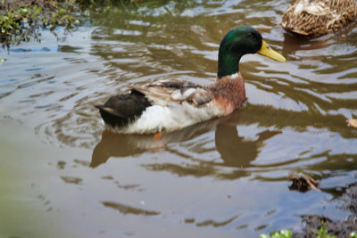 Duck swimming in lake