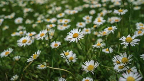 Close-up of white daisy flowers on field