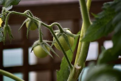 Close-up of plant growing outdoors