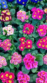 High angle view of pink flowering plants in park