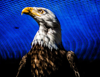 Close-up of eagle