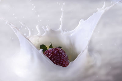 Close-up of berries growing on plant