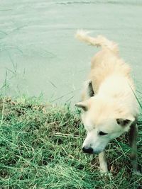 Close-up of dog on field