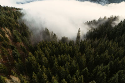 Panoramic view of pine trees against sky