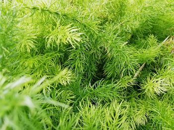 Full frame shot of pine tree