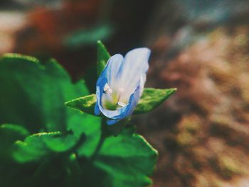 Close-up of flower against blurred background