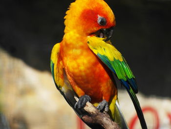 Close-up of parrot perching