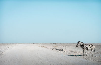 Scenic view of beach against clear blue sky