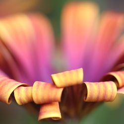 Close-up of pink flower