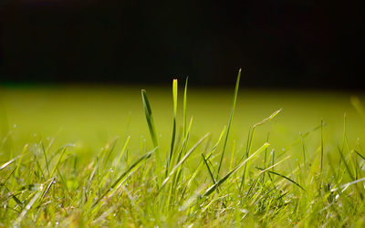 Plants growing on grassy field