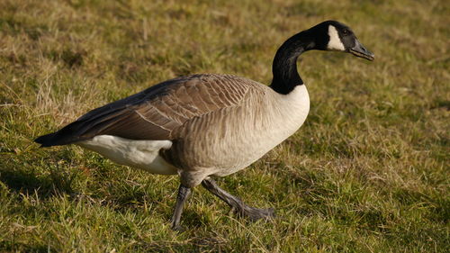 Side view of canada goose on grassy field