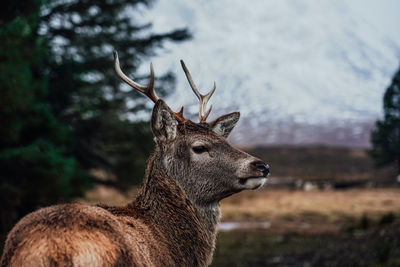 Deer in a field