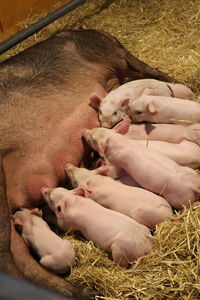 High angle view of crab sleeping in pen