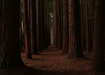 Footpath amidst trees in forest