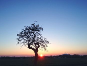 Silhouette of trees on landscape at sunset