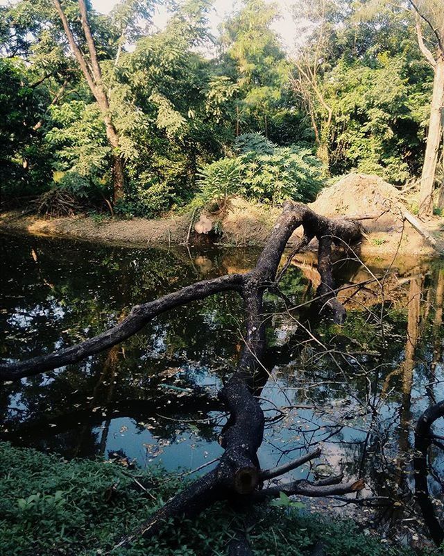 tree, water, tranquility, nature, tranquil scene, forest, growth, scenics, beauty in nature, branch, tree trunk, river, stream, reflection, green color, day, non-urban scene, plant, idyllic, rock - object